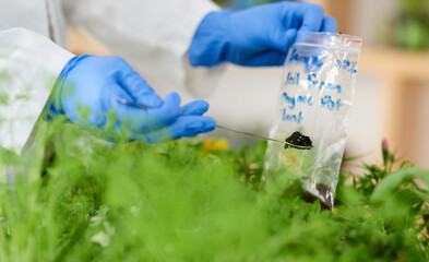 Hands, scientist and soil sample for testing, fertilizer and agriculture study for biodiversity....