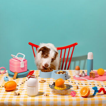 Breakfast Time with a Brown and White Dog