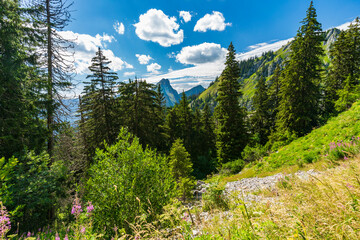 Fototapeta na wymiar les arbres et ciel bleu sur la montagne à Chatel France 
