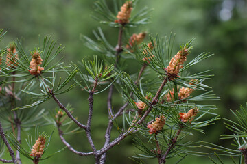 flowering pine cones with pollen. Common European pine