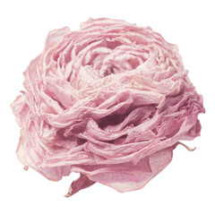 Fototapeta premium Pink peony flower png sticker, transparent background
