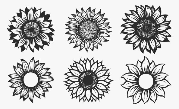 Sketch of sunflower set. Vector illustration.