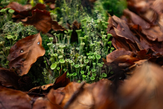 Trumpet cup lichen in forest 