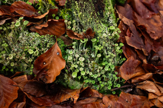Trumpet cup lichen in forest 