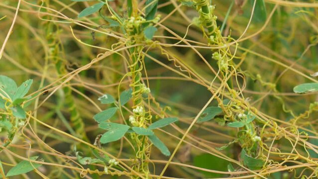 Cassytha filiformis or love-vine is an orangish, wiry, parasitic vine in the family Lauraceae. It is found in coastal forests of warm tropical regions worldwide including the Americas, Indomalaya, 