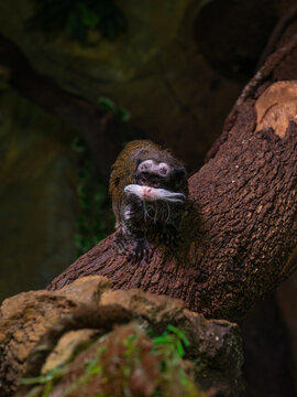 Cute small titi monkey in a tree in a zoo