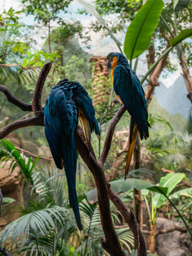Two colorful macaw parrots on a tree in a zoo