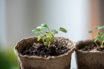 Small Strawberry Fragaria seedlings in peat pot at home. Hobby, indoor gardening, growing fruits from seed concept