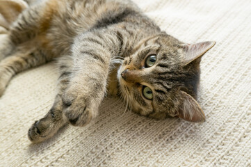 Naklejka na ściany i meble Portrait of a sleeping gray domestic cat on a knitted sweater. The cat lazily dozes