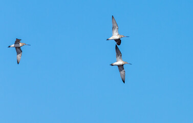 Bar tailed godwit birds in flight with bright blue sky background 