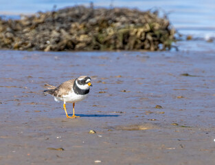 Ringed plover small shore bird