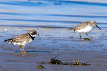 Ringed plover small shore bird