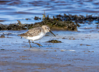 Dunlin, small shorebird feeding at the edge of the water