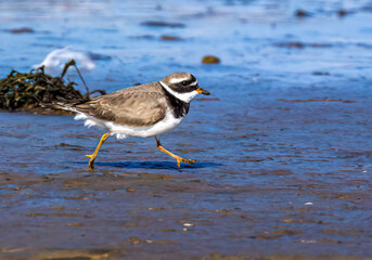 Ringed plover small shore bird