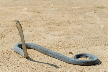 A highly venomous black mamba (Dendroaspis polylepis) photographed as it was released back into the wild 