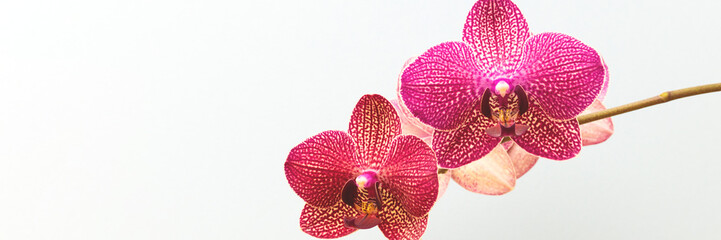 Still life with blooming pink orchid flower in front of blue background. Banner with copy space.