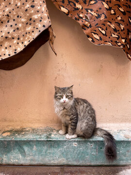 Stray cat sitting beneath textiles, Morocco