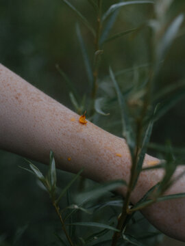 sea buckthorn berry crushed on the freckled skin of the hand