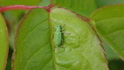 Green immigrant leaf weevil (Polydrusus formosus, Polydrusus splendidus) on a rose leaf