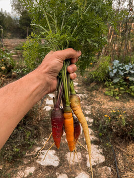 Organic Carrots