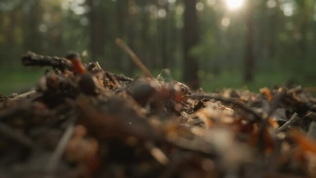 Sunrise light on forest floor with detailed texture of twigs and leaves