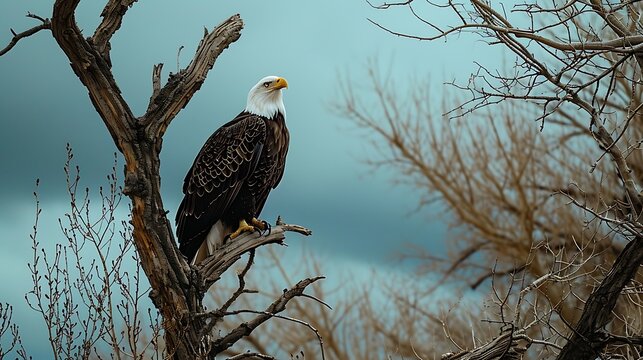A striking image of a bald eagle perched atop a tall pine, its fierce gaze surveying the landscape with regal authority.