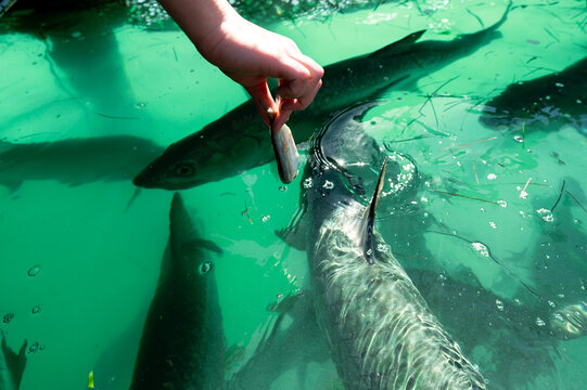 A hand trying to feed one of many fish