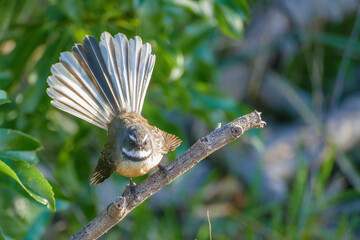 A piwakawaka/Fantail perched on a twig with tail feathers fanned out, new zealand.