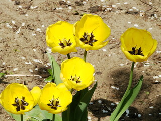 Fototapeta premium Żółte tulipany