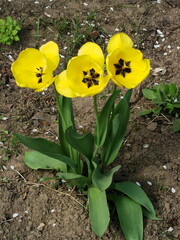 Naklejka premium Żółte tulipany