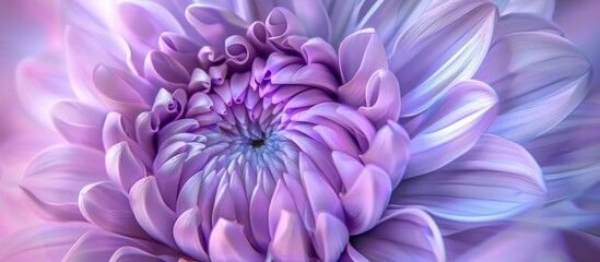Obraz premium close up purple dahlia flower beautiful background