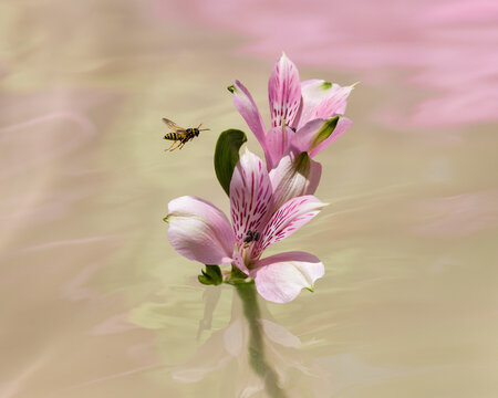Wasp flying to Peruvian Lily over water