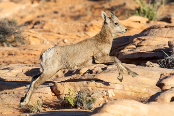 Desert Bighorn Lamb
Valley of Fire State Park
Nevada
