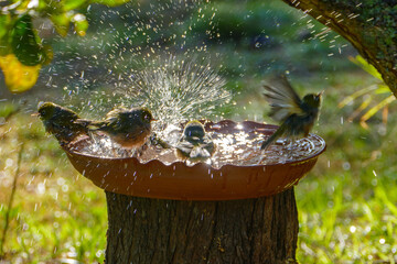 four Silvereye (Tauhou) making a splash in a bird bath in afternoon sun, new zealand