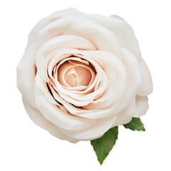 Png white rose flower sticker, floral design in transparent background