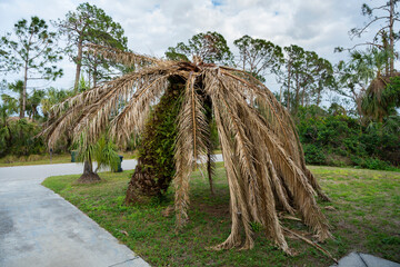 Dry dead palm tree on Florida home backyard