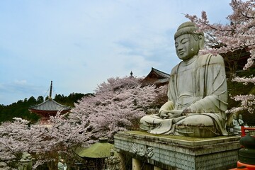 壺坂寺の桜