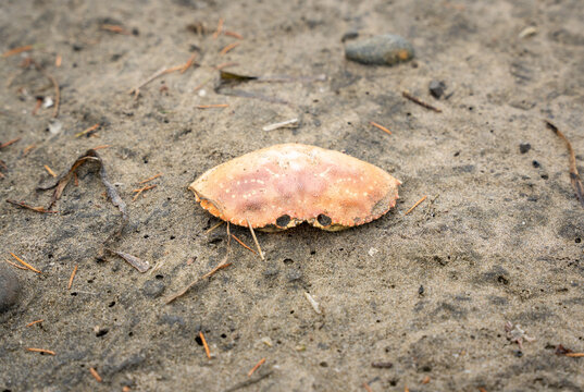 Crab shell