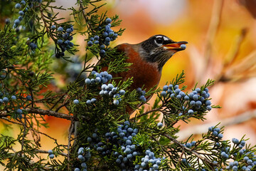 Bird Eating a Berry