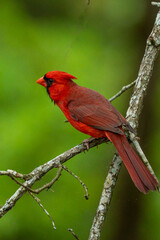 Cardinal
