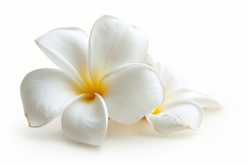 Delicate white frangipani flowers with a subtle yellow center isolated on a white background, embodying tropical elegance and natural beauty.