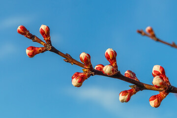 Flower buds on a tree branch close-up against a blue sky. The buds swell before spring bloom in...