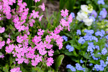 Obraz premium Silene pendula pink flower in the garden