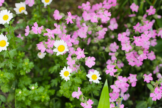 White daisy with silene pendula pink flower in the garden