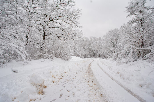 Snowy Landscape 