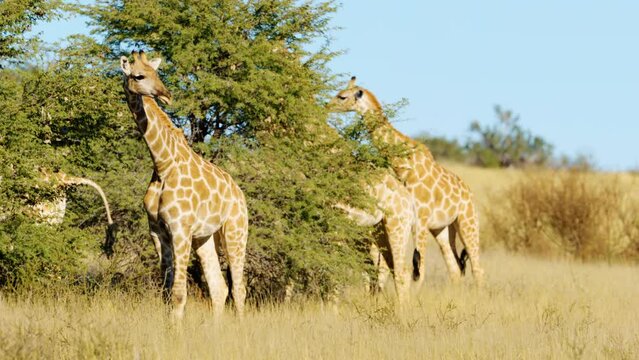 South African Giraffes (Giraffa camelopardalis) eating leaves