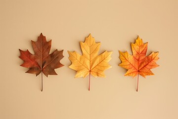 Fototapeta premium Three minimalist maple leaves in rich autumn colors arranged in a row on a subtle backdrop
