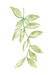 Leaf clipart png, watercolor green illustration on transparent background