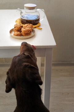 Dog takes cookie from table. 