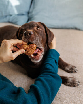 Brown dog bites cookie in owner's hand.